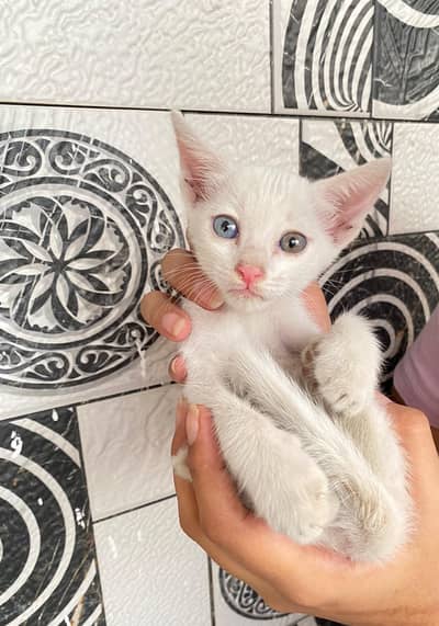 kittens for adoption
