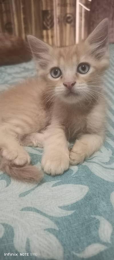 double coated kittens for sale