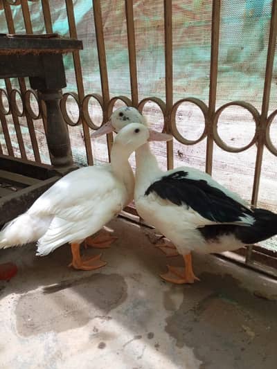 desi duck Ka jora male aur female hai