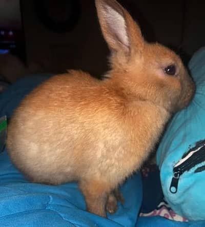rabbits 500