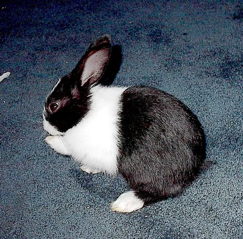 rabbits 500 — photo 2