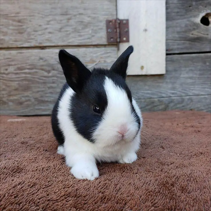 rabbits 500 — photo 4