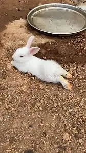 rabbits 500 — photo 5