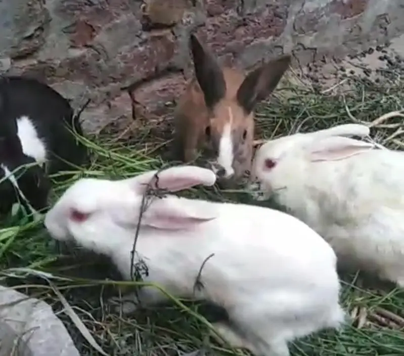 rabbits 500 — photo 7