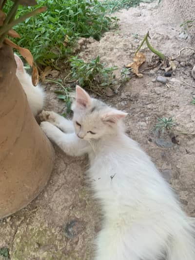 Persain kitten white colur black dot on head very rare