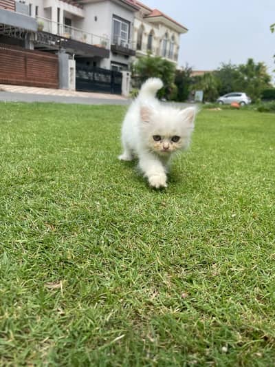 Persian white cat