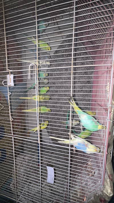 Budgie Parrots Pairs