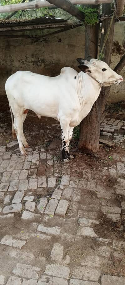 fathagangi breed kheera age 17 mah active wacha final 340