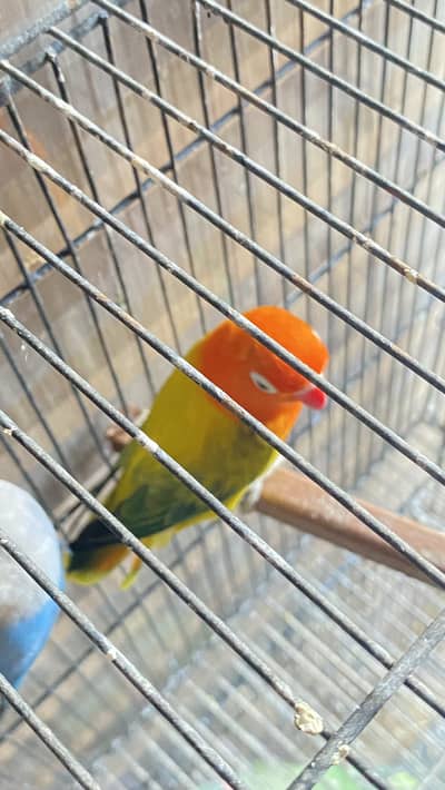 Love Bird urgent sale