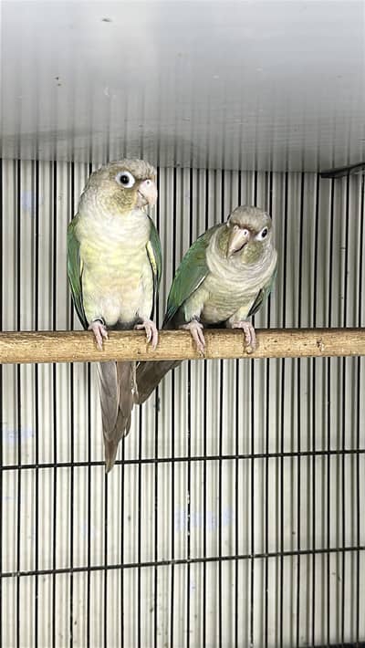 Blue cinnnamon conure Breeder fertile pair