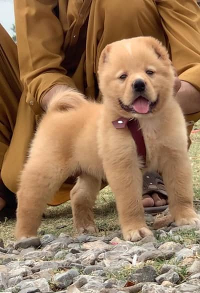 King kurdish kangal pair | security Dog | Alabai Pair | Afghan Kuchi