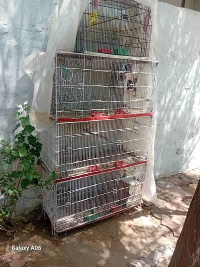 3 pairs of lovebird and 1 pair of Australian parrot yellow red eyes