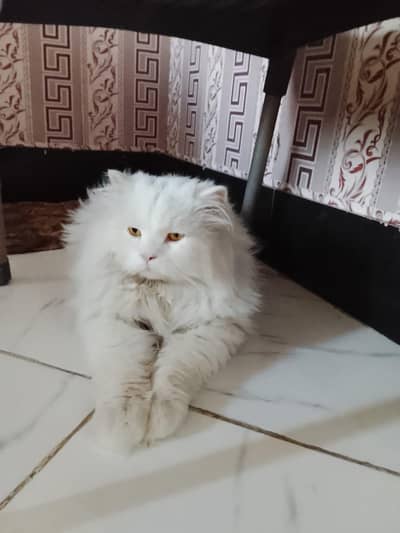 white Persian male cat available for breeding