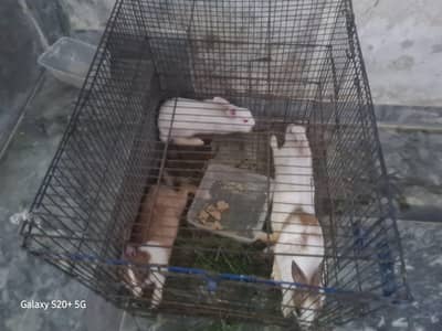 Beautiful New Zealand White and Dutch Cross Rabbits"