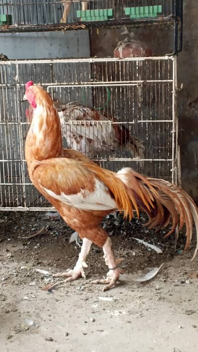 Sindhi Aseel for sale