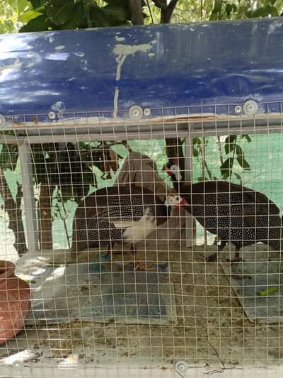 کارگو تیتری / چینی مرغی (Guinea Fowl)