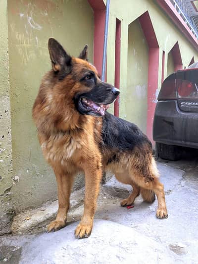 German shepherd long coat