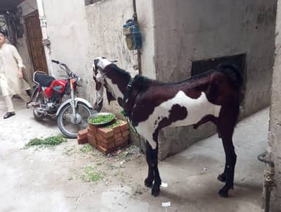 Pital Nassal Bakra