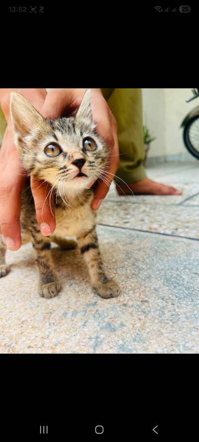 High Quality Persian Kitten's Male and female breed tabbay