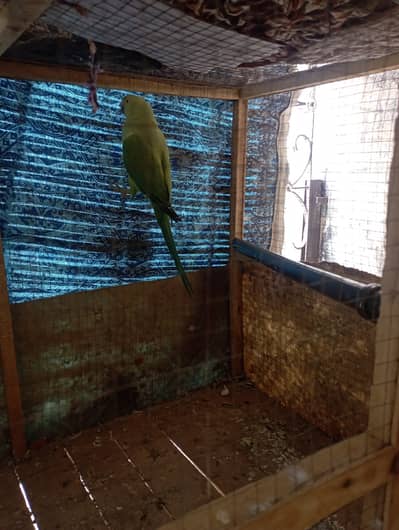 Raw parrot(not a talking parrot)