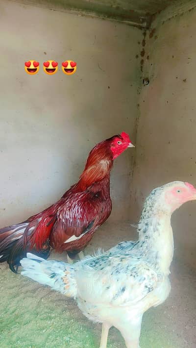 aseel pair trio total home breed