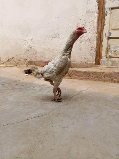 Aseel king size oh shamo female that you can see for sale