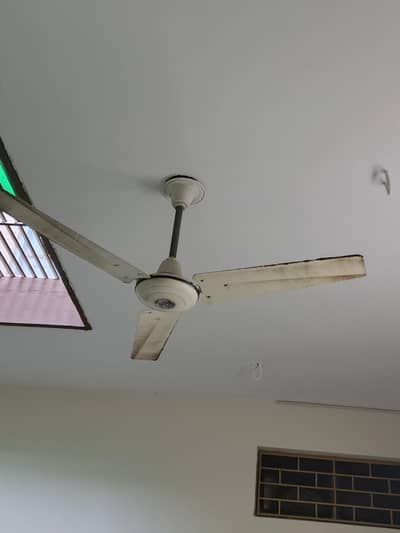 2 - Royal Fan in 10/10 condition