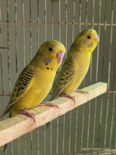 All Astraliian budgies