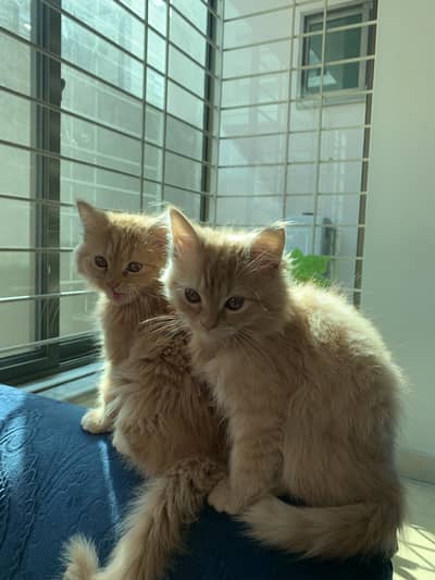 Orange cats for sale