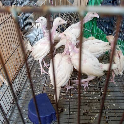 Aseel  heera | White heera chicks | White Thai | Dragon | Panus Pakoya