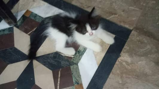 Fluffy persian cat (20 months) very cute