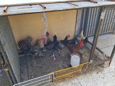 urgent sale 6 male 5 female