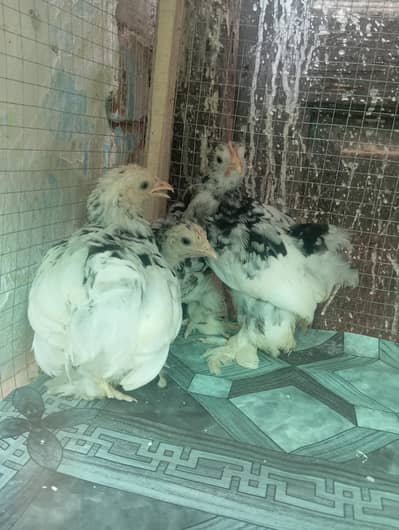 molted bantam 1+2 set for sale