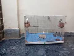 parits cage with birds 1 pair cocktail and 2 pair bajri and 2. male
