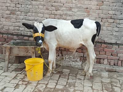 Holstein Friesian Bull