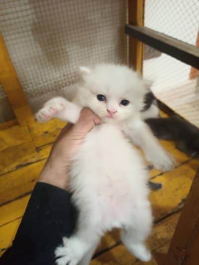 Persian kittens triple coated