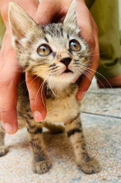 High Quality Persian Kitten's Male and female breed tabbay