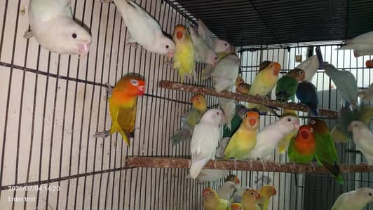 love birds MIKS