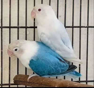 orignal pic love birds pair