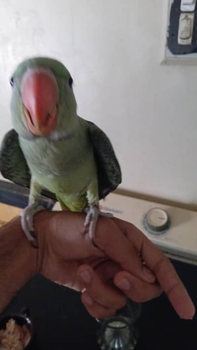 green ringneck. 6k & Raw parrot. 14k