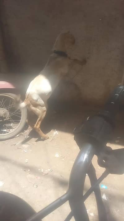 tede Cote kan