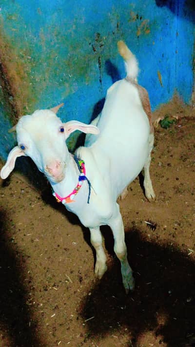 teeda pink nos gulabi ablaq urgent sale