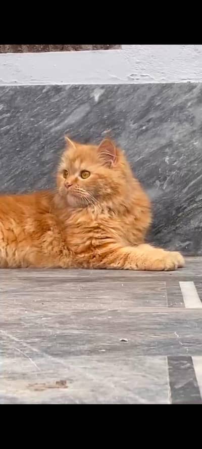 Persian cat female brown clr,male white