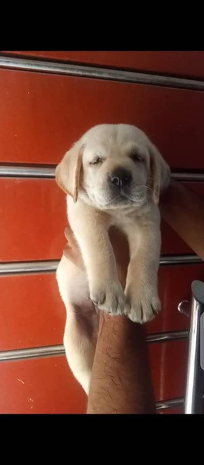 British labrador pup for sale 03207562262