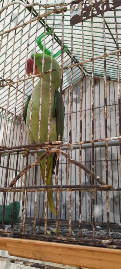 Raw parrot Female