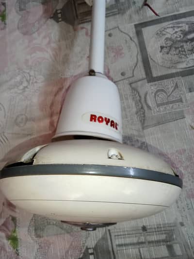 Royal Fan