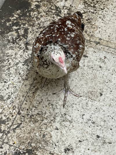 Young chicken just started laying eggs