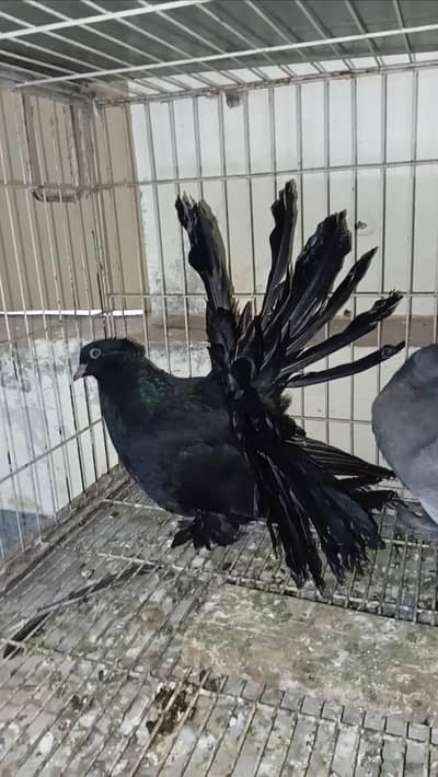 American fantail chicks& breeder pair& lahori sherazi