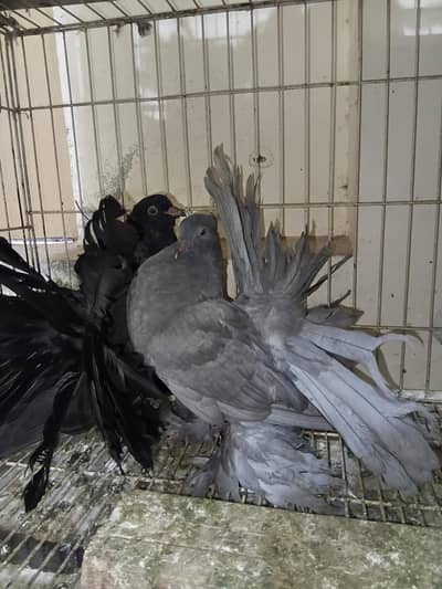 American fantail chicks& breeder pair