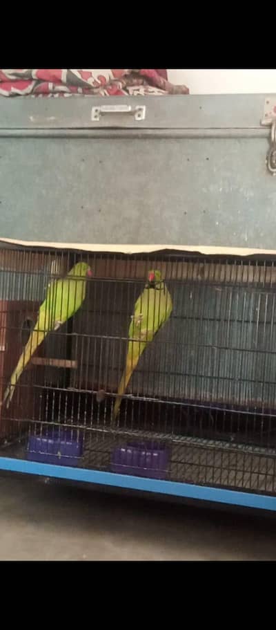 breeder pair
